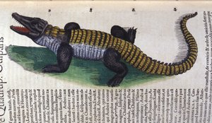 クロコダイル。コンラッド・ゲスナー（1516 - 1565）の『Historia Animalium』では、Tiguri