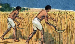 古代エジプトの日常生活： ブレスを収穫する農民たち 20世紀初頭（クロモ）