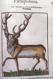 Konrad GesnerのHistoriae animaliumの後の鹿、Tiguri 作： Unknown artist
