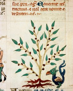 幻想的な木や動物の説明。プロヴァンスの「哲学者の悩み」タイプの写本（MS Palat.586）から引用されたミニチュア 14世紀 フィレンツェのBiblioteca Nazionale 作： Unknown artist