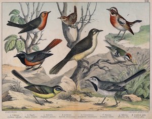 鳥の多様な図版「自然鳥類の歴史」.