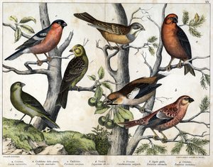 鳥の多様な図版「自然鳥類の歴史」. 作： Unknown Artist