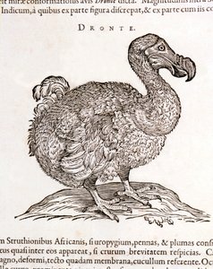 ドードーまたはドロンテ。鳥が消えた-アムステルダムのグリエルミ・ピソニスの「De Indiae utriusque re naturali et medica」による。