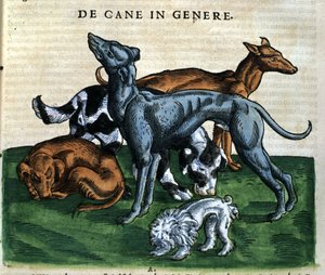 コンラッド・ゲスナー著『Historia Animalium』の犬、ティグリ1560年。Biblioteca nazionale Braidense.ミラノ 作： Unknown artist