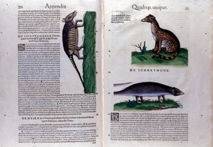 コンラッド・ゲスナー(1516-1565)の『動物史』の二重ページ、ティグリ。 作： Unknown artist