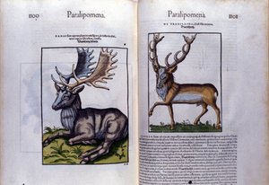 Conrad Gesner (1516 - 1565) の『Historia Animalium』の鹿のダブルページ、Tiguri。 作： Unknown artist
