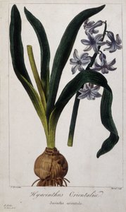 イースタン・ヒヤシンス（Hyacinthus Orientalia） 19世紀のアジアの植物のボタニカルボード。 作： Unknown artist