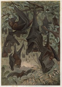 エジプシャンフルーツバット（Rousettus aegyptiacus） - Alfred Edmund Brehm（1829-1884）の「Brehm