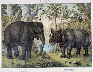 ゾウとサイ - "Natural histories of mammals", ed.シュライバー、ミュンヘン 作： Unknown artist