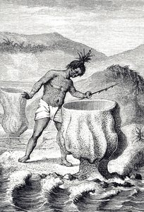 Gravura representando uma variedade de esponja chamada Cálice de Netuno (Thalassema Netuno)