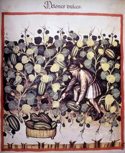 Tacuinum Sanitatis "のメロンのコレクションを表すエングレーヴィング。B.N、ウィーン。 作： Unknown artist