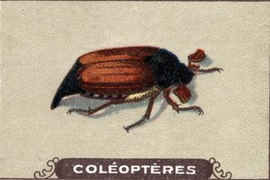 昆虫学：チャビナーの表現、昆虫シリーズ、20世紀初頭（クロモ） 作： Unknown Artist