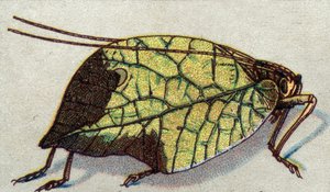 昆虫学：さまよう葉の表現、昆虫シリーズ、20世紀初頭（クロモ） 作： Unknown Artist