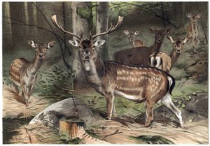 アルフレッド・エドモンド・ブレム（1829-1884）の「ブレムの動物誌」に掲載されている彫刻。 作： Unknown artist