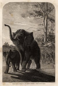 ザンベーズのジャベリン族の狩猟者から子供を守る雌象。1840年から1856年にかけて行われたリビングストン博士の南部アフリカへの最初の航海を示すエングレーヴィング。 作： Unknown artist