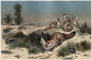 Fennec ou fox des sable du Sahara - Desert fox (Vulpes zerda) - Alfred Edmund Brehm (1829-1884)の「Brehm