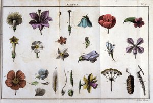 花：「Flora Françoise（フランスに自生するすべての植物の簡単な説明）」の中で、新しい分析方法に基づいて整理されており、その中には、医学的に最も不自然ではない美点とその有用性を引用しています。 作： Unknown artist
