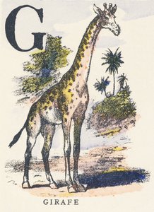 G：キリン 作： Unknown artist