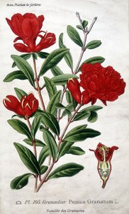 庭木：ザクロの花（グレナテース科）。 作： Unknown artist