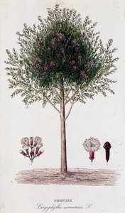 ジロフス（Caryophyllus aromaticus 作： Unknown artist