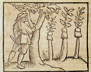 木の接ぎ木（ピエル・クレシェンツィオ（1233-1320）の『De Agricoltura Vulgare』の挿絵、ヴェネツィアで出版されたもの 作： Unknown artist