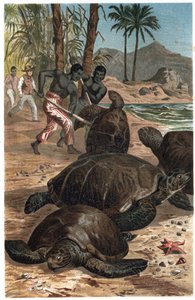 アオウミガメ（Chelonia mydas） - Alfred Edmund Brehm (1829-1884)の「Brehm