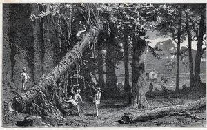 キナの樹皮を収穫する - Quinquina (Cinchona officinalis) 作： Unknown artist