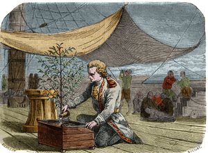カフェの歴史1725年にルイ14世からコーヒープラント（コーヒーメーカー）をマルティニークに持ち帰るよう依頼されたキャプテンのガブリエル・ド・クリュー（デクリュー、Desclieux）（1687-1678-1774年頃）は、乾燥から救うために配給された水を彼に分け与えます。エングル