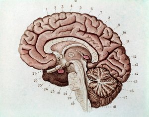 大脳半球と小脳を持つ人間の脳の断面図（エングレービング
