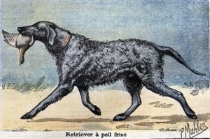 ハンティング・ドッグカーリーヘアード・レトリーバー（Curly-haired Retriever 作： Unknown artist