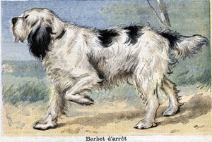 狩猟犬。ストップバーベット 作： Unknown artist