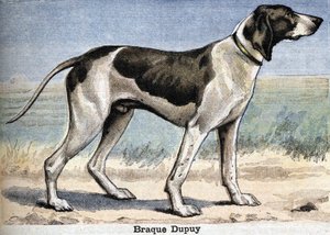 狩猟犬。ブラック・デュピュイ 作： Unknown artist