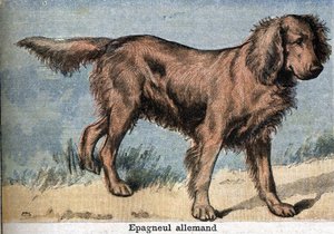 狩猟犬。ジャーマンスパニエル 作： Unknown artist
