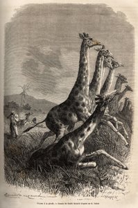 キリンを狩る、語り手がゲームを撃ち、ガイドがファーストショットのキリンを完成させる。1861-62年にSir Samuel W.Bakerが行ったナイル川のアビシニア支流の探検を説明するためのエングレーヴィングで、"Le tour du monde "に掲載されている。 作： Unknown artist