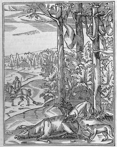 狼を狩る：見張り番。16世紀に描かれた木版画のFac simile（複製）。1892年4月9日の "La Nature: revue des sciences et de leurs applications aux arts et a l