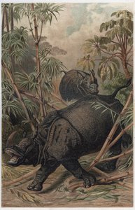 インドサイ - インドサイ（Rhinoceros unicornis） - Alfred Edmund Brehm（1829-1884）の「Brehm