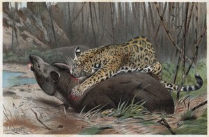 ジャガー（Panthera onca） - アルフレッド・エドモンド・ブレム（1829-1884）の「ブレムの動物の生活」からの版画 作： Unknown artist
