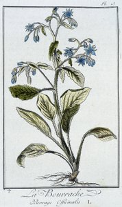 La Bourrache (Borrage Officinalis) - J.C. Philibert著「商人のための植物学演習」（Imprimerie de Crapelet, Paris）に掲載。 作： Unknown artist