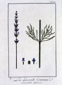 La Lavande Commune (Lavandala Spica) - J.C.著「商人のための植物学演習」に掲載。フィリベール、インプリメリー・ド・クラペレ、パリ 作： Unknown artist