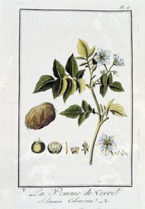 ラ・ポテト（Solanum Tuberosum） - J.C.フィリベール著「商人のための植物学演習」（Imprimerie de Crapelet, Paris）に掲載。 作： Unknown artist