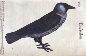 Conrad Gesner (1516 - 1565) の『Historia Animalium』のLa choucas、Tiguri。 作： Unknown artist