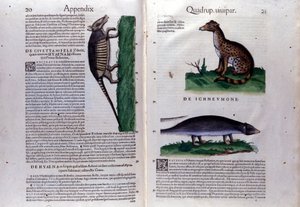 ハクビシン、ハイエナ、マングースは、コンラッド・ゲスナー(1516 - 1565)の『Historia Animalium』では、Tiguri 作： Unknown artist