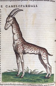 キリンです。コンラッド・ゲスナー(1516 - 1565)の『Historia Animalium』では、Tiguri 作： Unknown artist