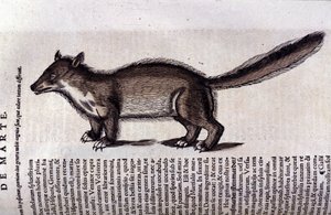 コンラッド・ゲスナー（1516 - 1565）の『Historia Animalium』に登場するテン（またはテン）、Tiguri 作： Unknown artist