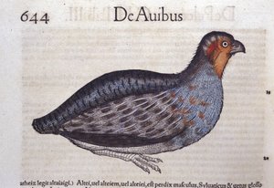 Conrad Gesner (1516 - 1565) の『Historia Animalium』に登場するウズラ、Tiguri。 作： Unknown artist
