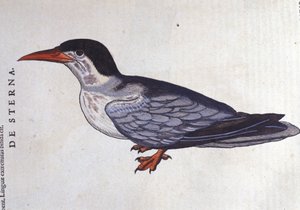 La tern ou swallow des mers in Historia Animalium de Conrad Gesner (1516 - 1565), Tiguri 作： Unknown artist