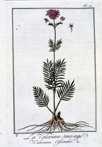 野生のカノコソウ-J.C.の「Exercise de botany à l