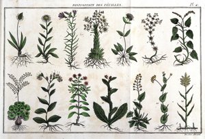 葉の配置：「Flora Françoise（フランスに自生するすべての植物の簡単な説明）」では、新しい分析方法に従って配置されており、医学的にはそれほど不明確ではない美点の引用と、その有用性が紹介されています。 作： Unknown artist