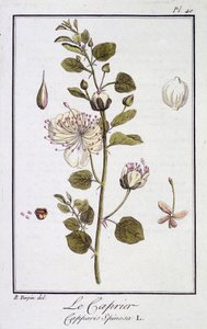 Le Caprier (Capparis Spinosa) - JC Philibert著「商人のための植物学演習」（Imprimerie de Crapelet, Paris）に掲載。 作： Unknown artist
