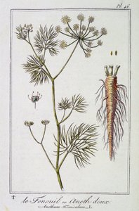 フェンネルまたはスイートディル（Anethum Foeniculum） - J.C.による「商人のための植物学演習」の再編集版。フィリベール、インプリメリー・ド・クラペレ、パリ 作： Unknown artist